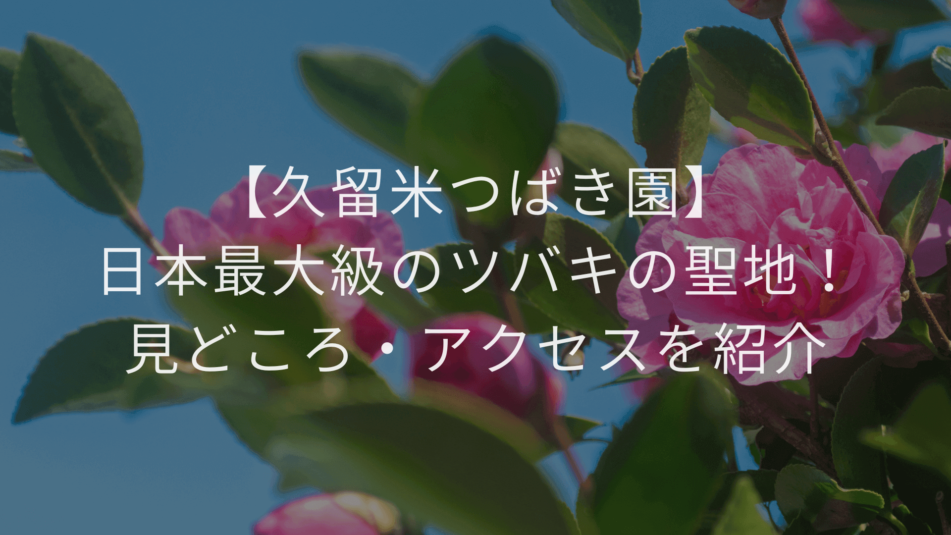 【久留米つばき園】日本最大級のツバキの聖地！見どころ・アクセスを紹介